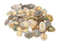 Lapas (Limpet) of Portugal  1.8lb