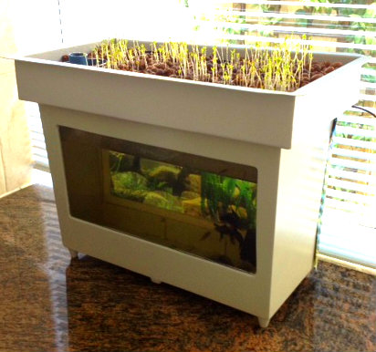 DESKTOP MINI-AQUAPONICS SYSTEM STARTING TO SHOW ENCOURAGING RESULTS
