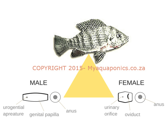 How To Sex Tilapia Rendalli Myaquaponics 