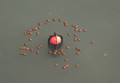 Avid Carp Surface Spod