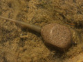 Korda Square Pear Inline Leads