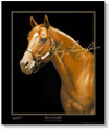 Secretariat's Last Portrait Print