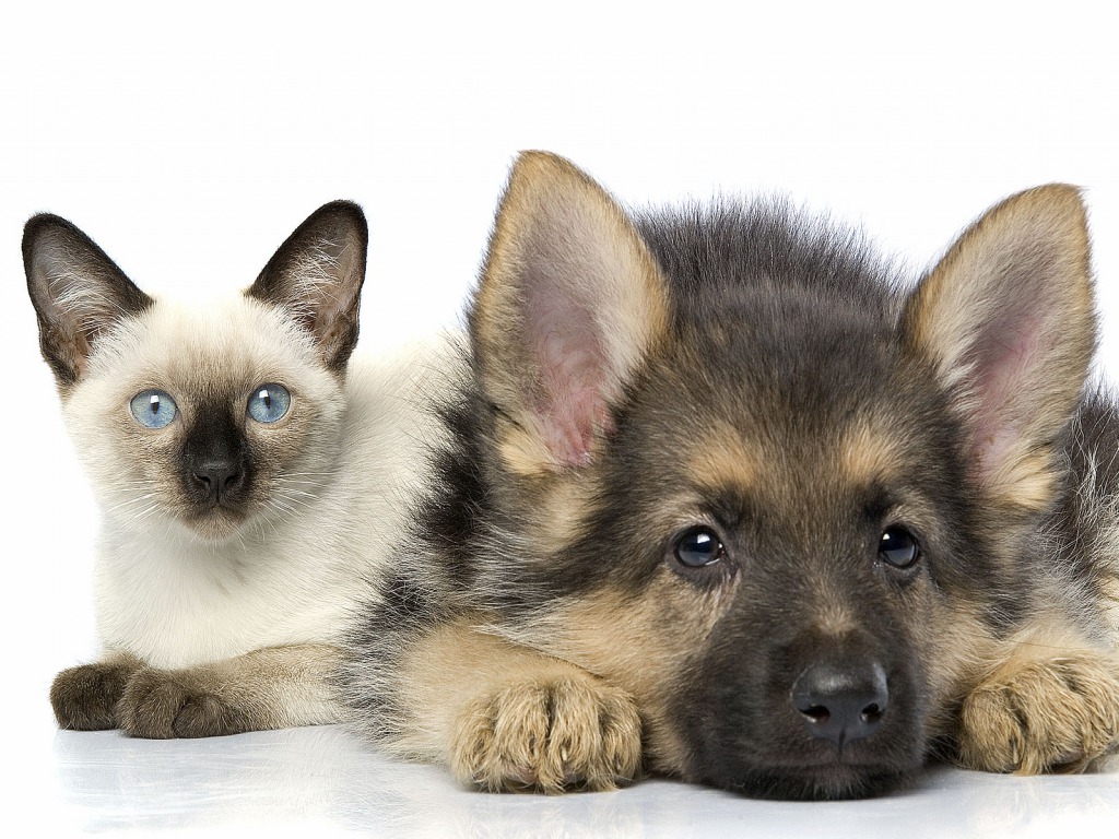 adorable-2.jpg adorable-2.jpg