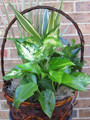 Fresh 10"Dish Garden Plant Basket