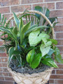 Fresh 12" Dish Garden Plant Basket