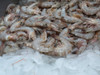 Fresh Louisiana Shrimp - Large (Sold by the pound)