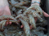 Fresh Louisiana Shrimp - Jumbo (Sold by the pound)