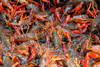 Live Crawfish (Sold by the pound)
