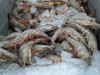 Fresh Louisiana Shrimp - Medium (Sold by the Pound)