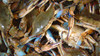 Hamper of Live Blue Crabs (Price per Hamper)