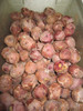 Boiled Cajun Potatoes (price per pound)