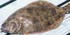 Whole Flounder (Price per Fish)