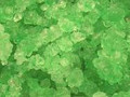 Watermelon Rock Candy Old Fashion String  1 Lb