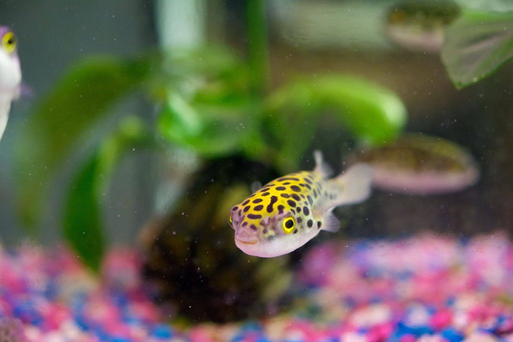 Spotted puffer fish food