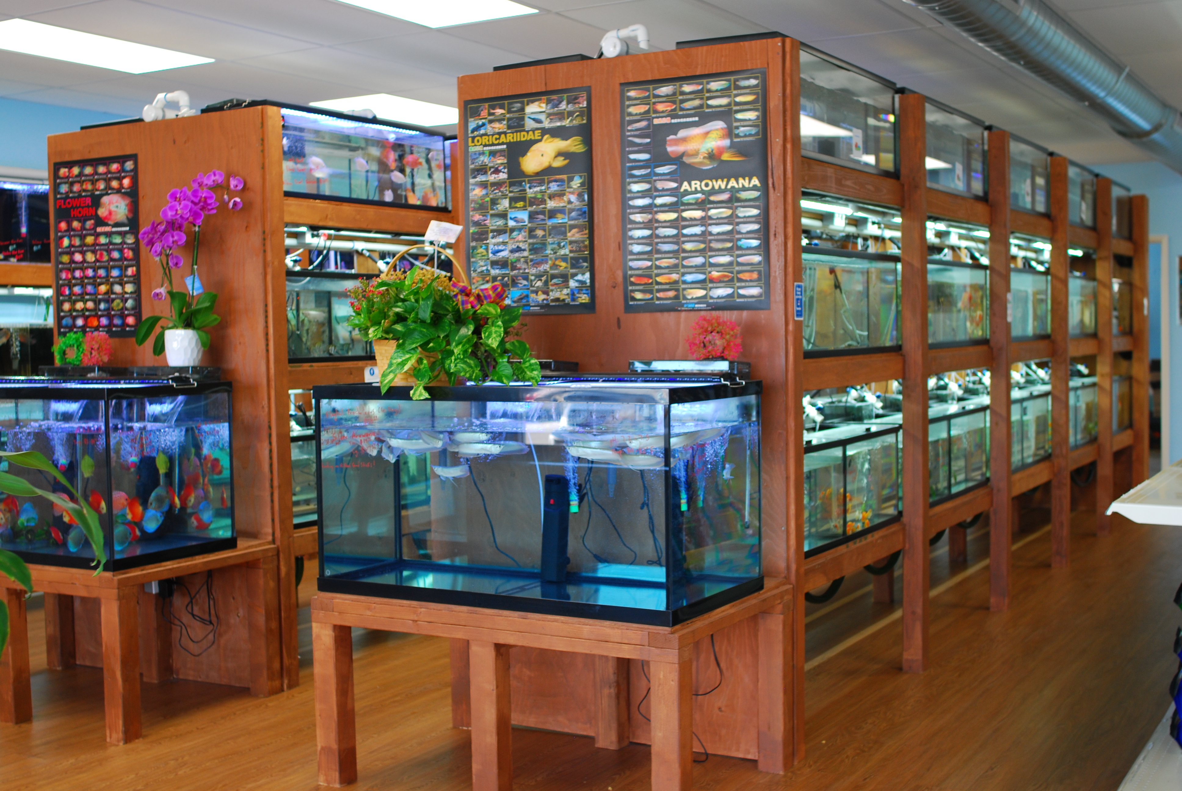fish store
