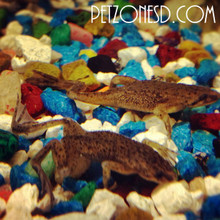 Freshwater Aquatic Pets: African Dwarf Frog For Sale