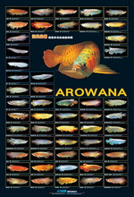 Fish Hobbyist Posters: Azoo Arowana Fish Species Poster