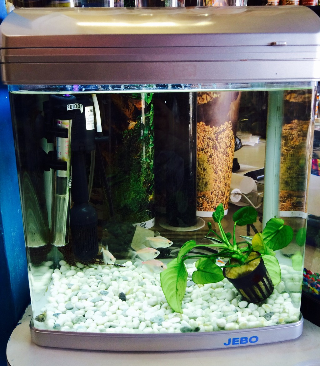 Perfect tank for beginners at just 5 gallons with everything built in!
