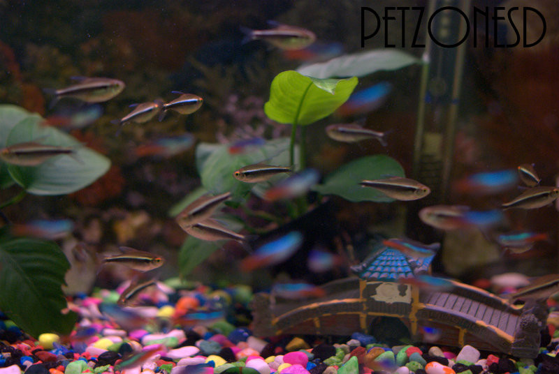 a school of black tetras and neon tetras swimming along each other in one of our tanks