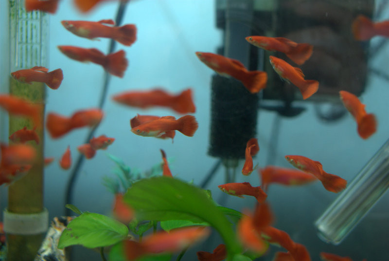 some of our gorgeous red guppies hanging out!