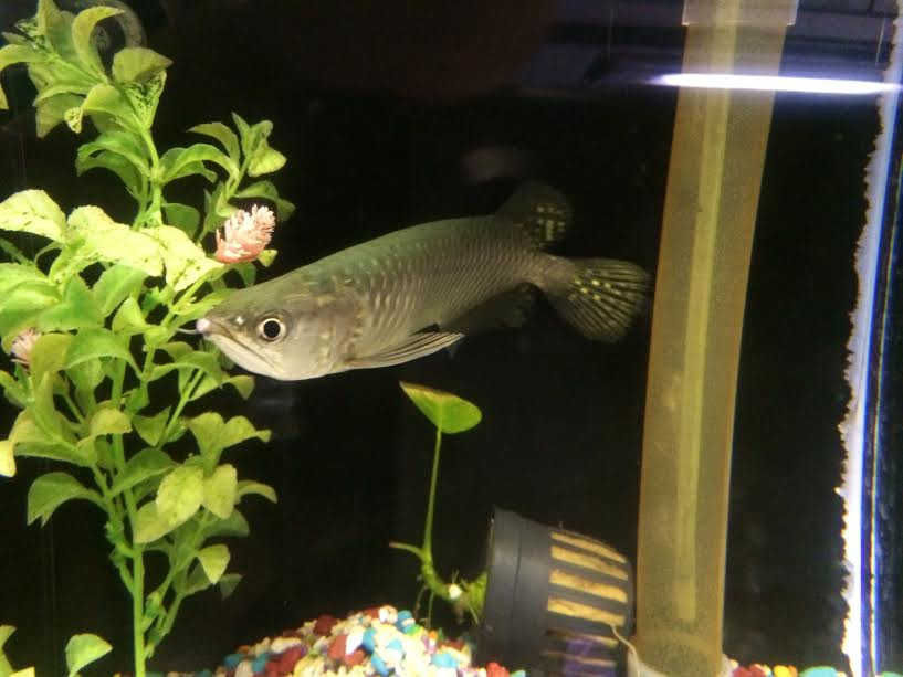pet zone tropical fish