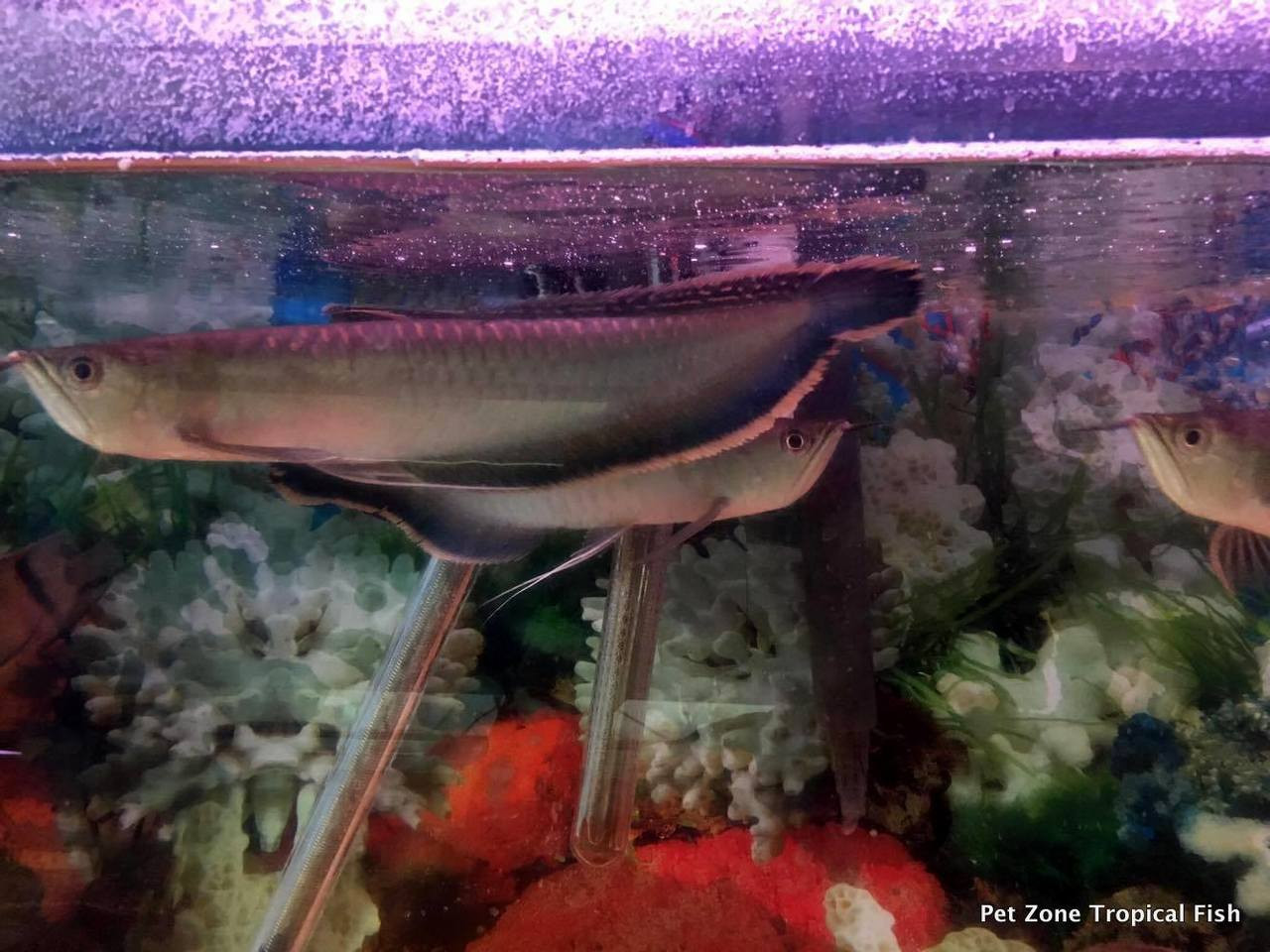 New Arowana Stock - April 2017 - Pet Zone Tropical Fish - San