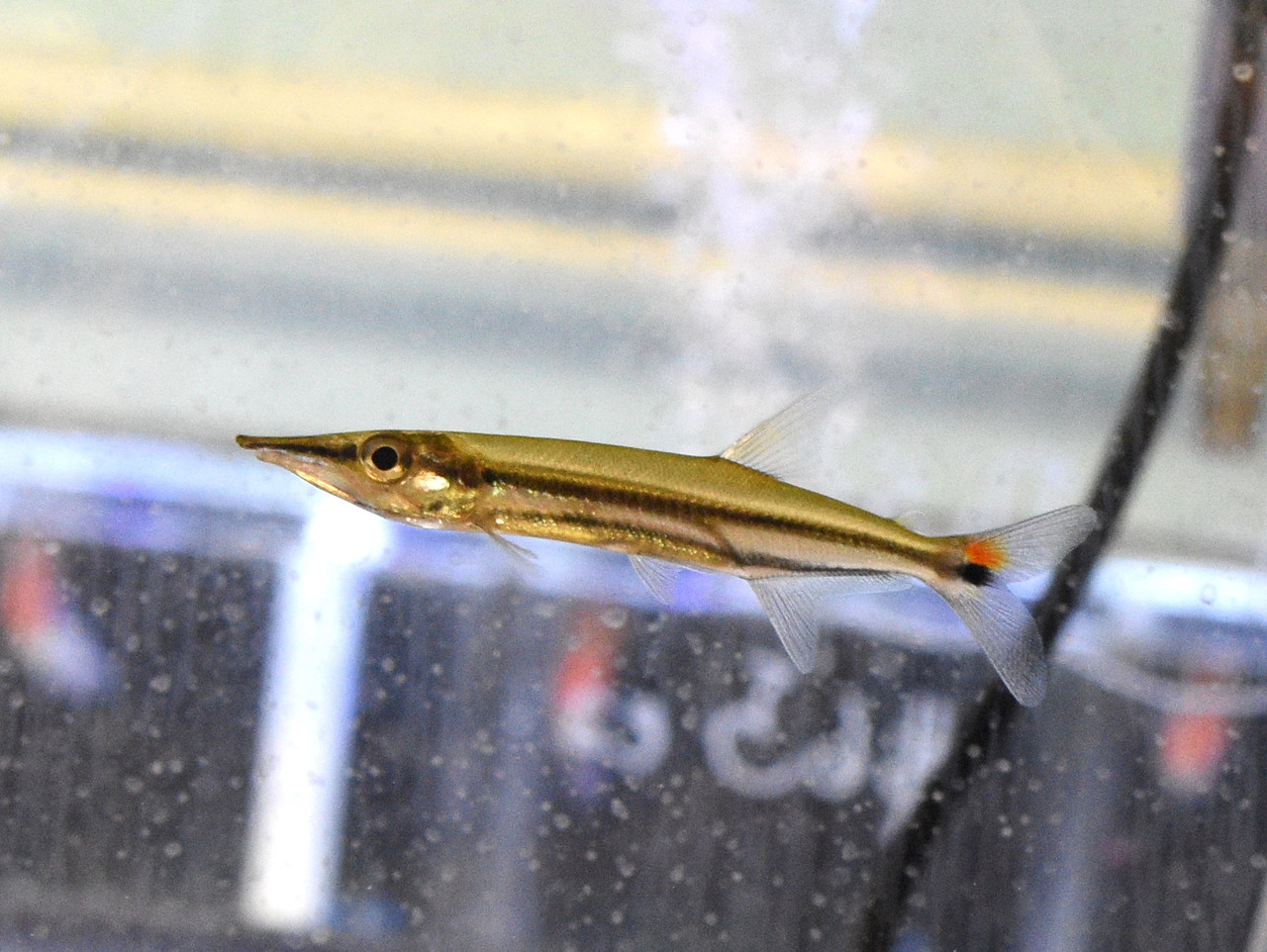 Freshwater Tropical Fish: Red Tail Barracuda - Acestrorhynchus Falcatus