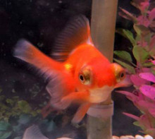 butterfly tail goldfish standard