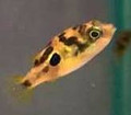 Freshwater Aquatic Pets: African Dwarf Frog For Sale