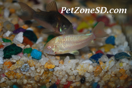 two of our corydoras catfishes hanging out scavenging for leftover flakes!