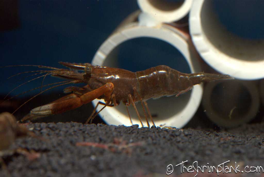 Red Claw Macro Shrimp