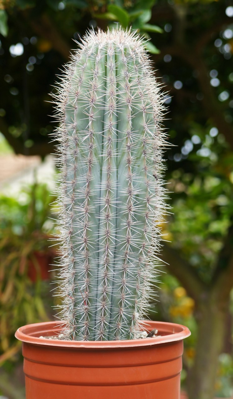 Pachycereus Cardon Large Cactus Plant - Cactus Limon