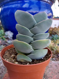 succulent plants