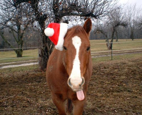 Gifts For Your Horse