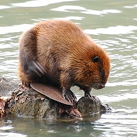 beaver.jpg beaver.jpg