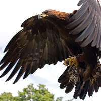 eagle.jpg eagle.jpg