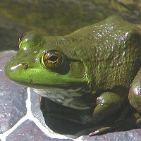 frog.jpg frog.jpg