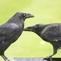 raven.jpg raven.jpg
