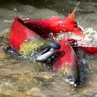 salmon.jpg salmon.jpg
