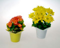 These sensational 4 inch potted plants are a perfect value to send good cheer