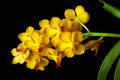 Orchid of the month (12 shipments)