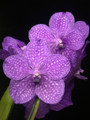 Ascda. Princess Mikasa 'Indigo' AM/AOS