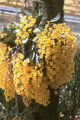 Dendrobium aggregatum