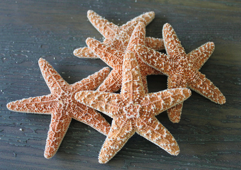 Keeping Dried Starfish Clean And Odor Free California Seashell Company