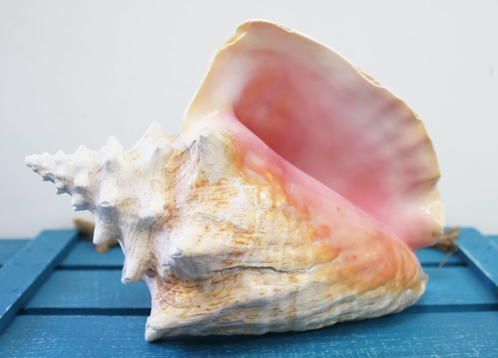 Pink Conch SlitBack Shell Queen Conch California Seashell Company