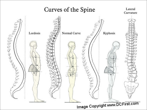 spine curvature