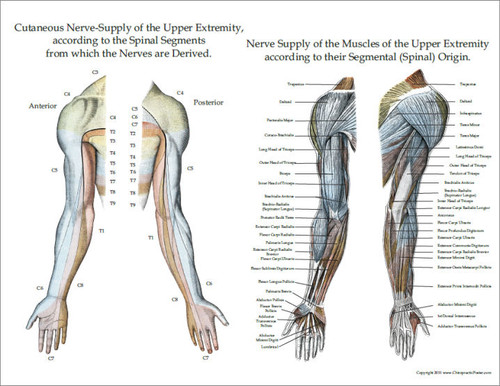 nerve innervation of upper and lower extremities posters 3 nerve innervations chart