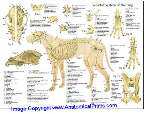 Dog Skeleton/Nervous System Chart - Clinical Charts and Supplies