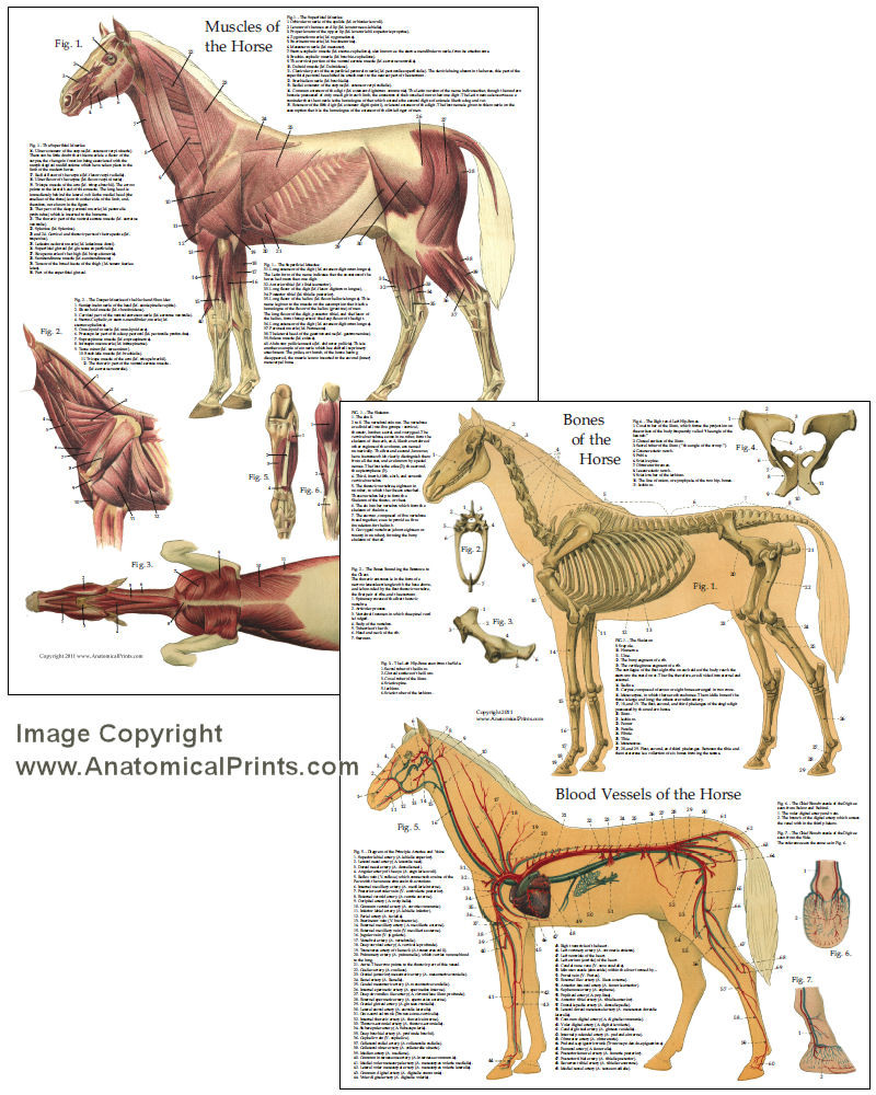 Horse Chart Set of Anatomy - Clinical Charts and Supplies