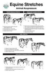 grass poster clinical charts and supplies equine acupressure meridian chart
